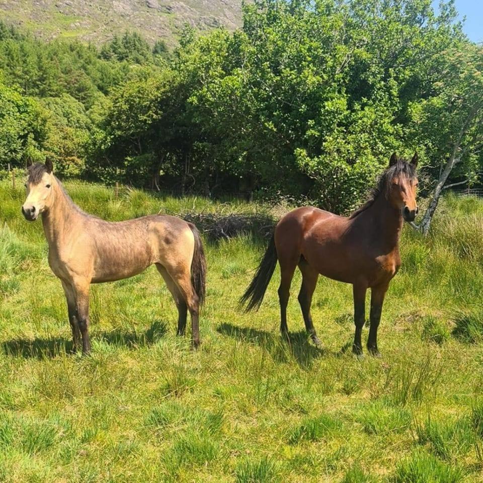 Rosies Cabin Maum Galway Zewnętrze zdjęcie
